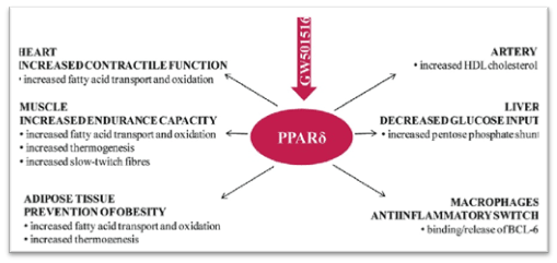 mechanism of action cardarine mechanism of action cardarine