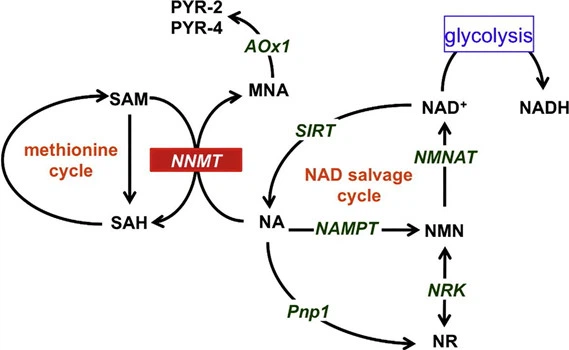 How Long Does It Take For 5-Amino-1MQ To Work