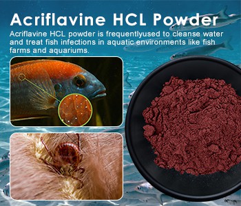 Nadat het bloeden van de vis verbeterde, kwam het weer terug! Besteed aandach...