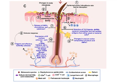 58PyruvamideA 58PyruvamideA