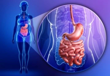 Digestive support